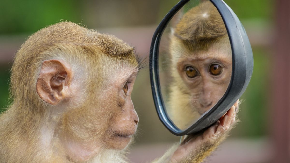 The Illusion of Self