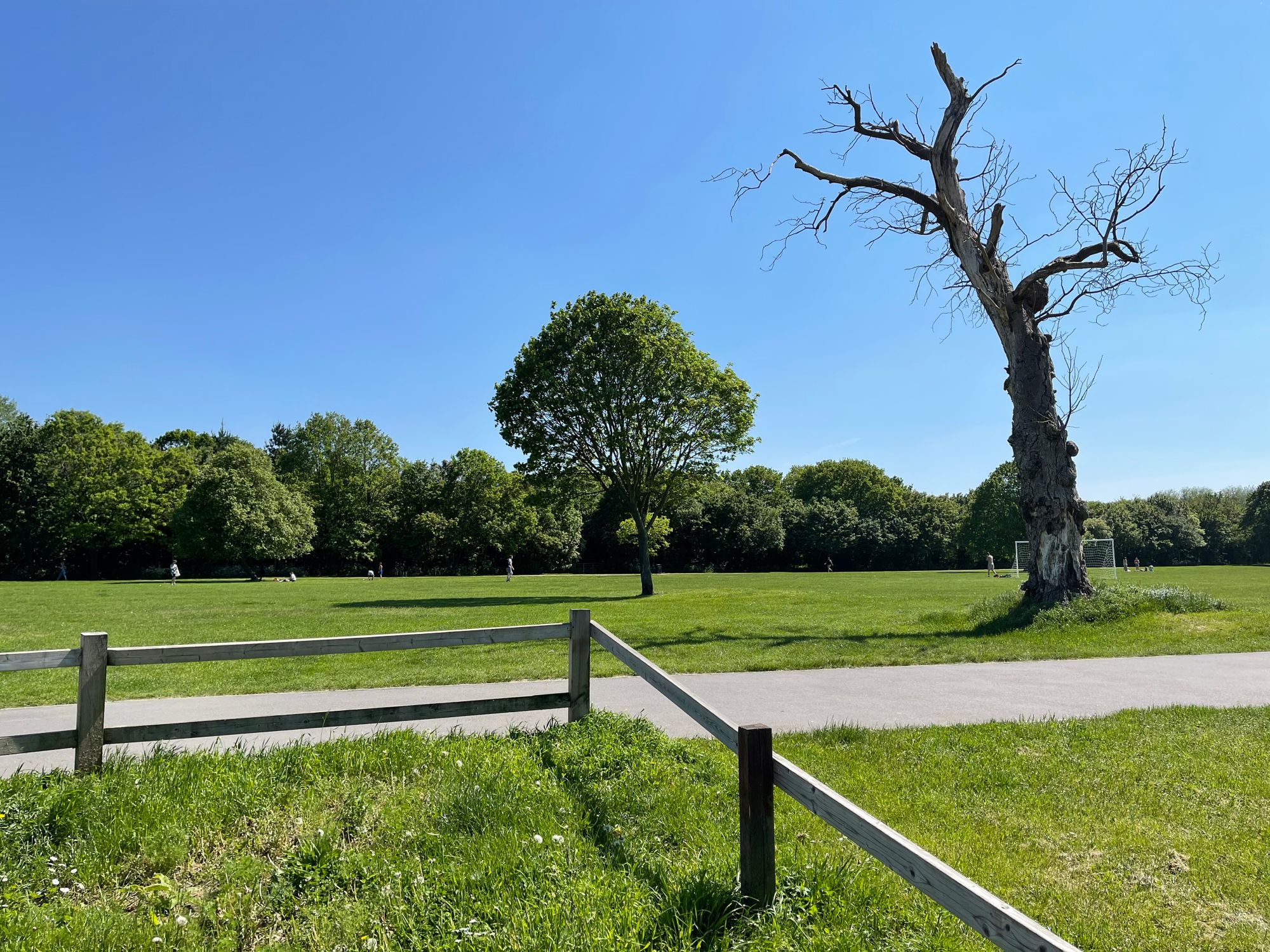 Wellbeing and Emotional Resilience in The Park - 8 June